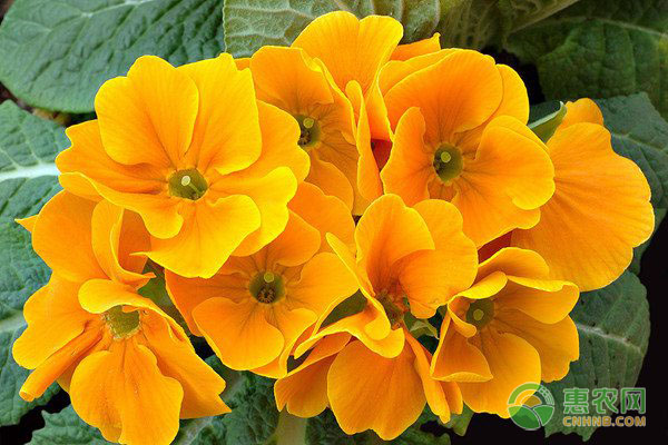 報(bào)春花的養(yǎng)殖技術(shù)及養(yǎng)護(hù)要點(diǎn)