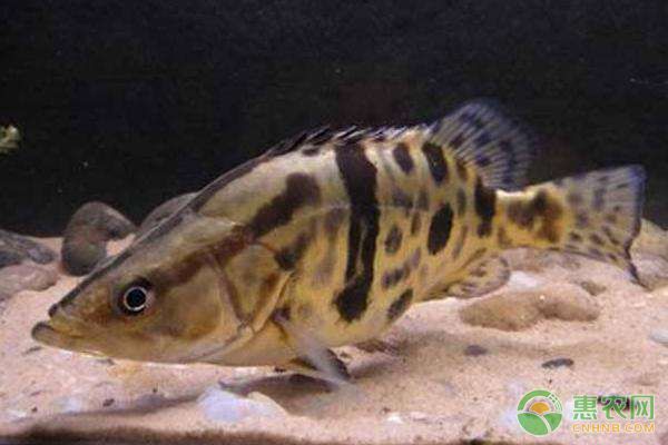 鱖魚常見病害及其防控技術(shù)