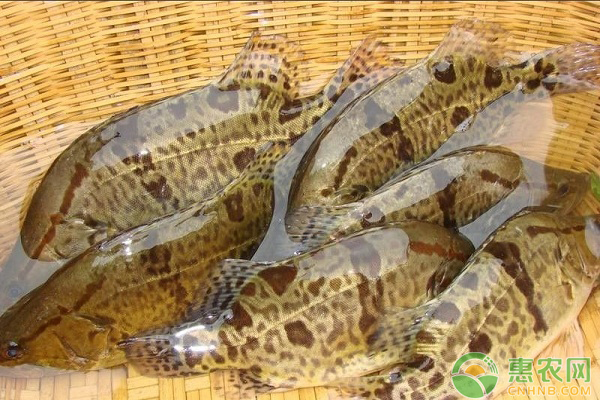 鱖魚常見病害及其防控技術(shù)