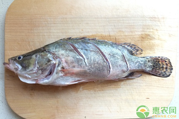 鱖魚常見病害及其防控技術(shù)