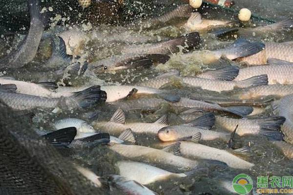 青魚常見疾病癥狀及其防治