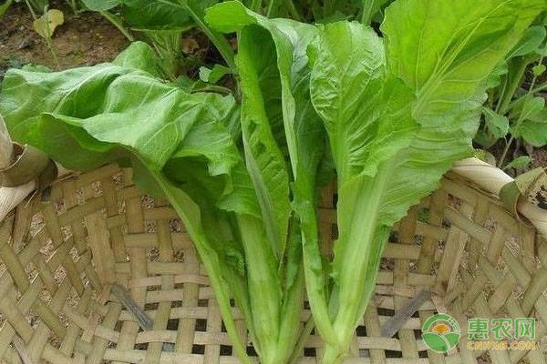 芥菜想要種植好，這些要點需掌握！