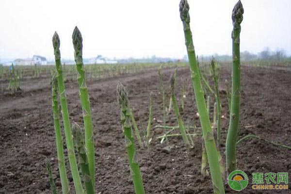 蘆筍的高效種植技術及管理要點