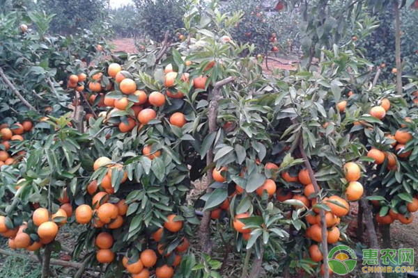 如何提高沃柑甜度和品質(zhì)？沃柑高產(chǎn)種植技術(shù)