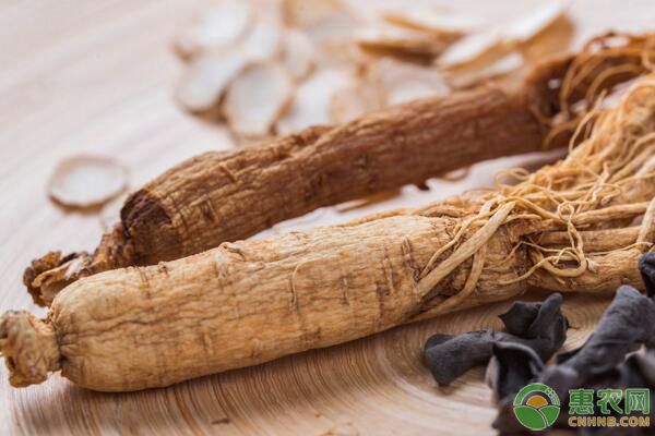 文登西洋參侵染性病害、非侵染性病害防治技術(shù)