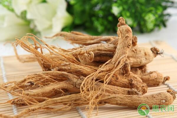 文登西洋參侵染性病害、非侵染性病害防治技術(shù)