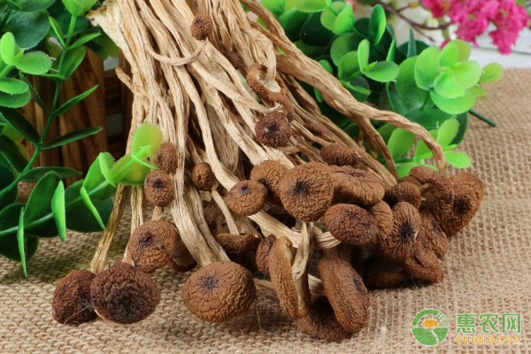 茶樹菇有哪些功效作用？提高茶樹菇生物轉(zhuǎn)化率的方法