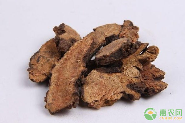地榆人工種植技術及病蟲害防治措施