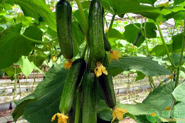 黃瓜的種植栽培技術(shù)詳解