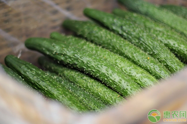 黃瓜的種植栽培技術(shù)詳解