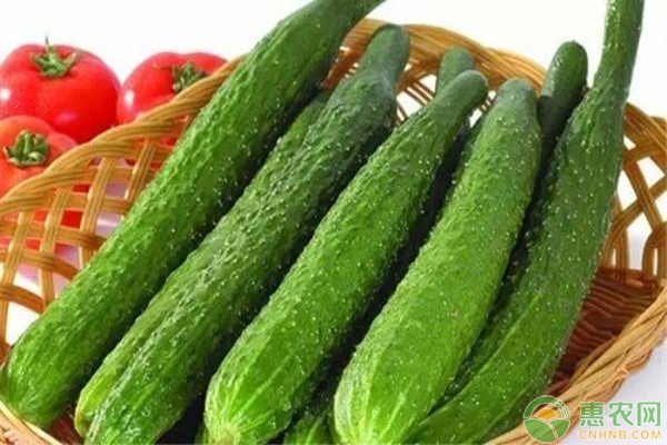 黃瓜的種植栽培技術(shù)詳解