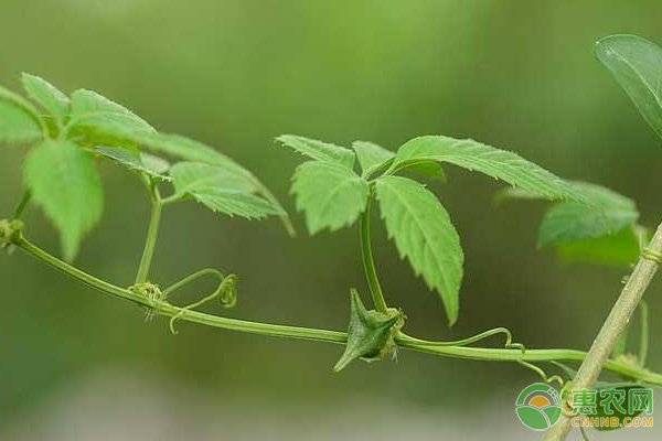 絞股藍(lán)有哪些功效作用？絞股藍(lán)病蟲(chóng)害防治措施