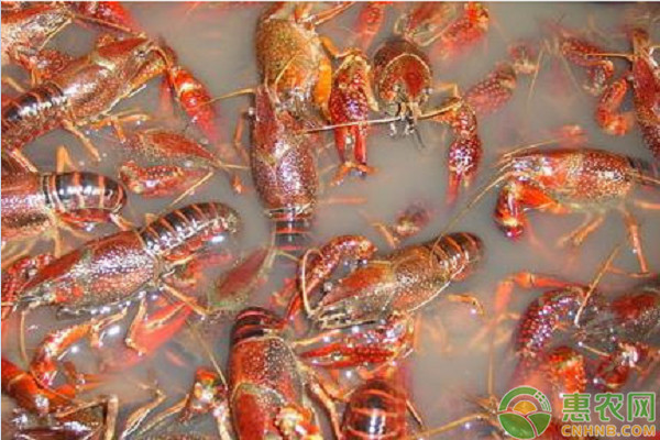 小龍蝦的攝食特性和科學(xué)投喂方法