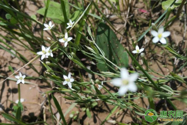 百蕊草选地整地、播种育苗、田间管理、种植技术