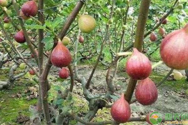 無花果不結(jié)果原因及其應(yīng)對措施