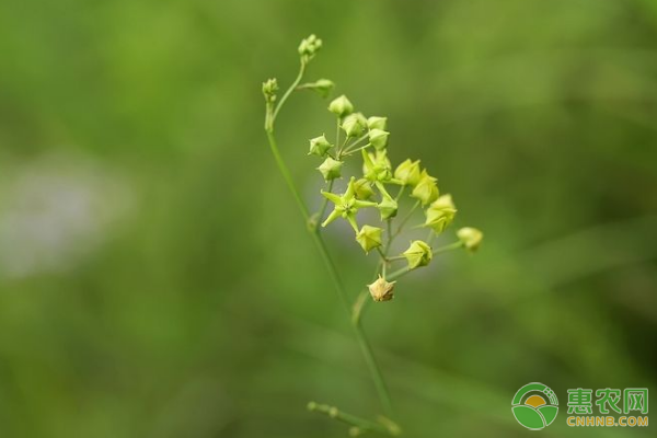 徐长卿选地整地、育苗移栽、田间管理、水肥管理