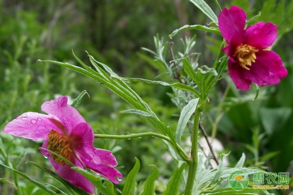 川赤芍植物學(xué)特性、前景展望、栽培方法