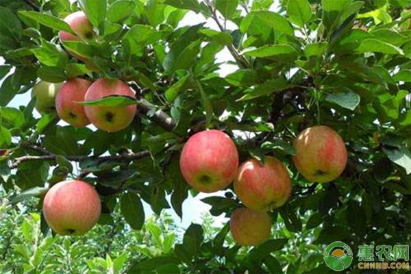 蘋(píng)果種植缺少微量元素的癥狀和矯正措施