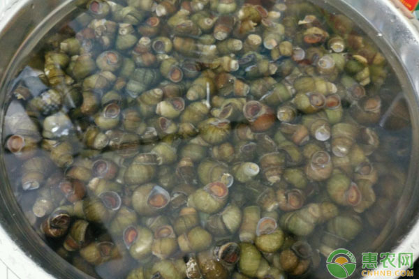 螺螄的高效養(yǎng)殖管理要點(diǎn)