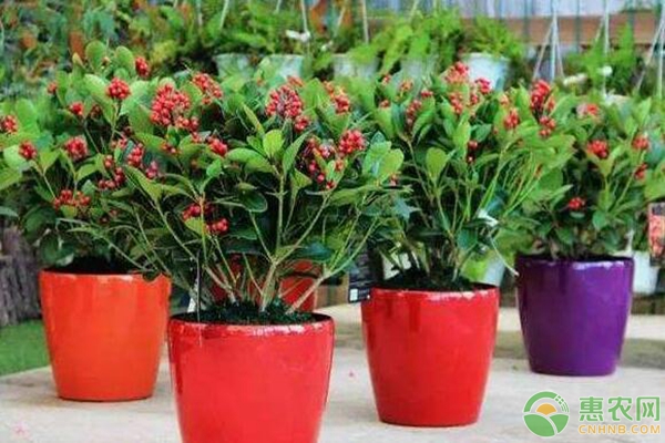 紅玉珠的種植栽培技術(shù)要點