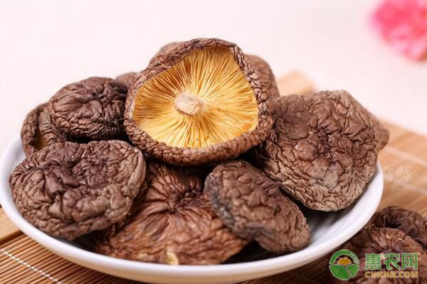 香菇開(kāi)放式接種場(chǎng)地、接種程序、接種注意事項(xiàng)