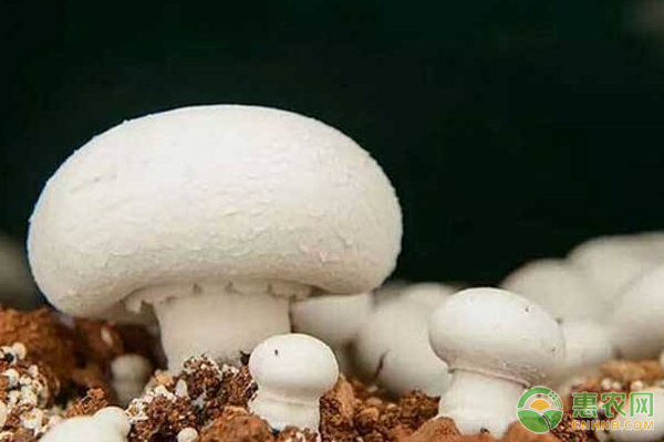 雙孢蘑菇有哪些功效作用？雙孢蘑菇種植技術(shù)