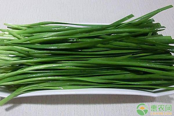 韭菜高產(chǎn)施肥技巧介紹