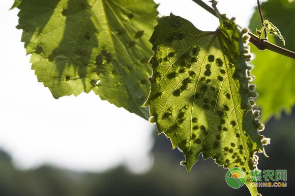 葡萄癭螨的癥狀、影響及防治方法