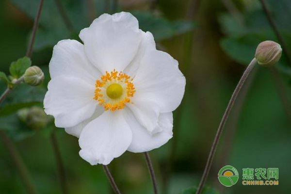 銀蓮花的種植方法及養(yǎng)護(hù)要點(diǎn)