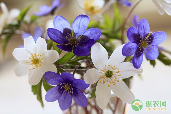 銀蓮花的種植方法及養(yǎng)護(hù)要點(diǎn)