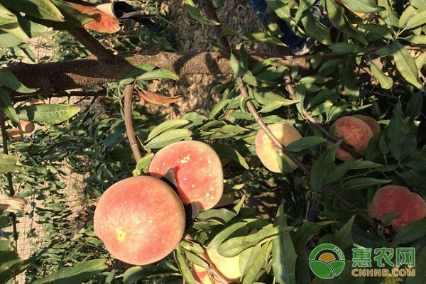 桃樹的種植技術(shù)及病害防治