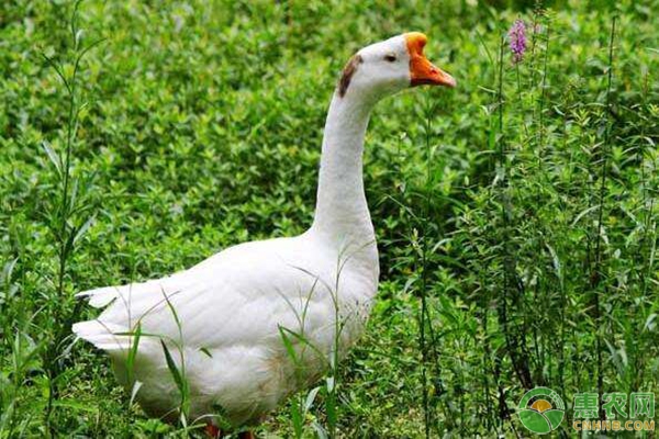 鵝飼料的類型介紹及合理配制方案