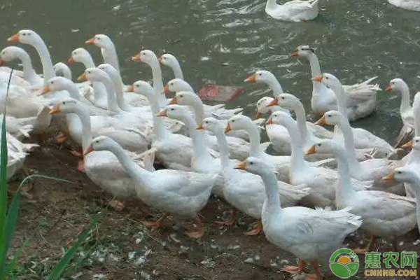 鵝飼料的類型介紹及合理配制方案