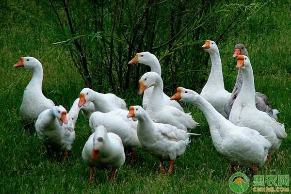 鵝飼料的類型介紹及合理配制方案