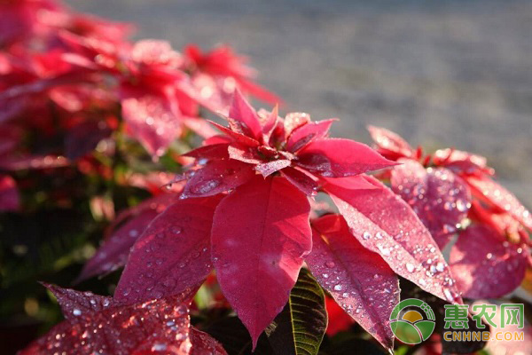 一品紅的養(yǎng)殖要點(diǎn)及養(yǎng)護(hù)方法