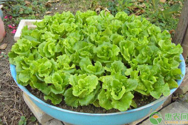 陽臺(tái)生菜種植