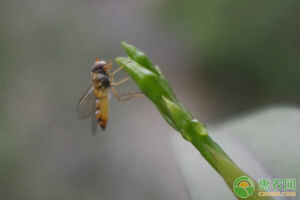 如何利用天敌昆虫？需注意什么？常见天敌昆虫种类