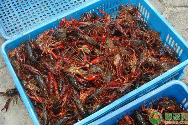 小龍蝦飼料配置