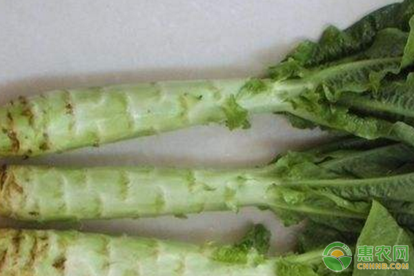 莴苣常见栽培品种有哪些？莴苣种植日常管理