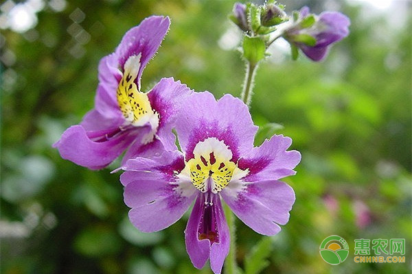 蛾蝶花的養(yǎng)殖要點(diǎn)及養(yǎng)護(hù)方法