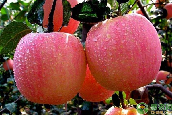 果樹花前澆水