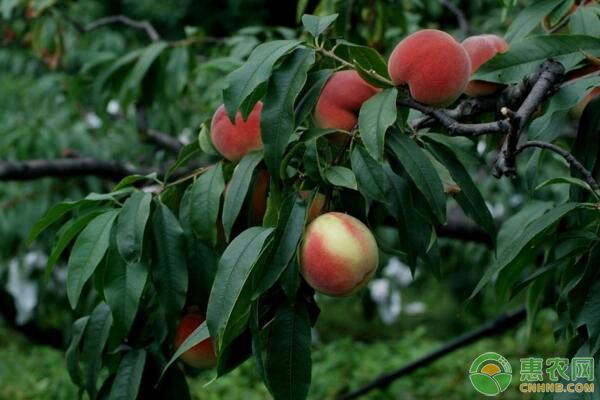 果樹苗木成活率怎么辦？果樹苗木栽植前后管理工作