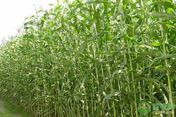 飼料用甜高粱種植技術(shù)及田間管理措施