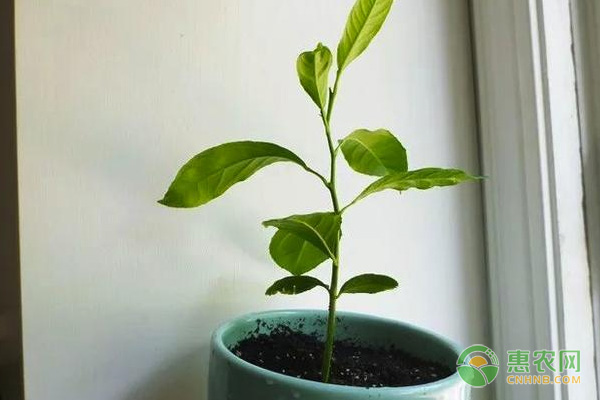 櫻桃盆栽的種植方法及養(yǎng)護(hù)要點(diǎn)