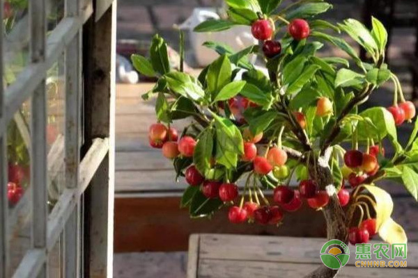 櫻桃盆栽的種植方法及養(yǎng)護(hù)要點(diǎn)