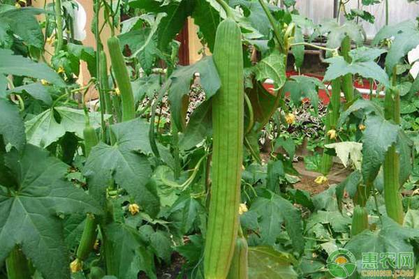 4月份絲瓜種植技術要點