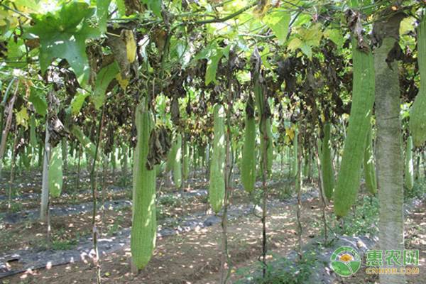 4月份絲瓜種植技術要點