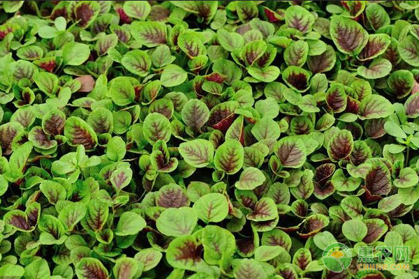 陽臺(tái)莧菜的種植方法和養(yǎng)護(hù)要點(diǎn)