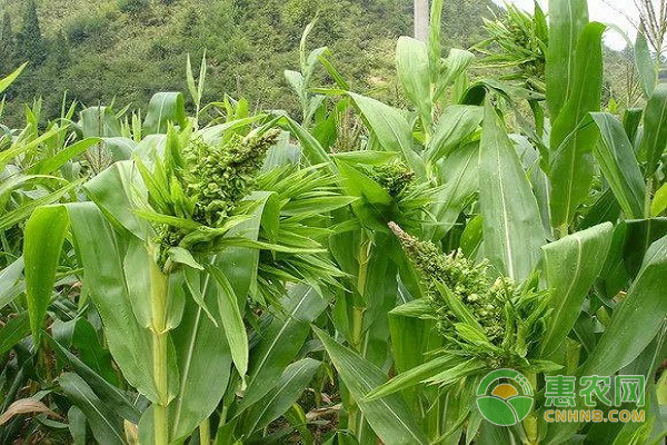玉米瘋頂病