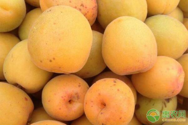 杏樹的高產(chǎn)施肥技巧
